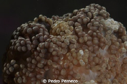 Paredes do Cabo by Pedro Perneco 